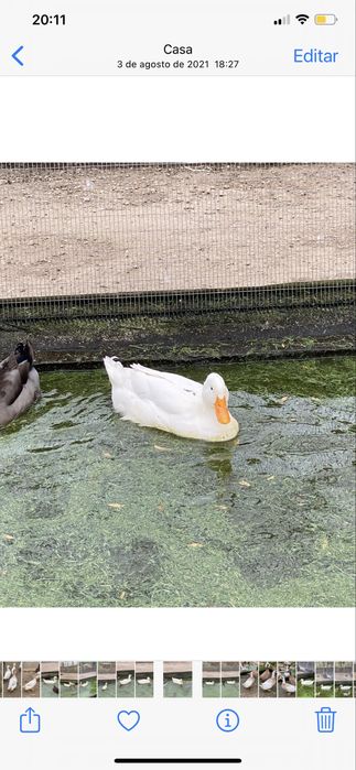 Patos de pequim jovens
