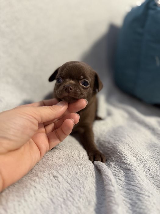 Chłopczyk chihuahua czekoladowy krótkowłosy