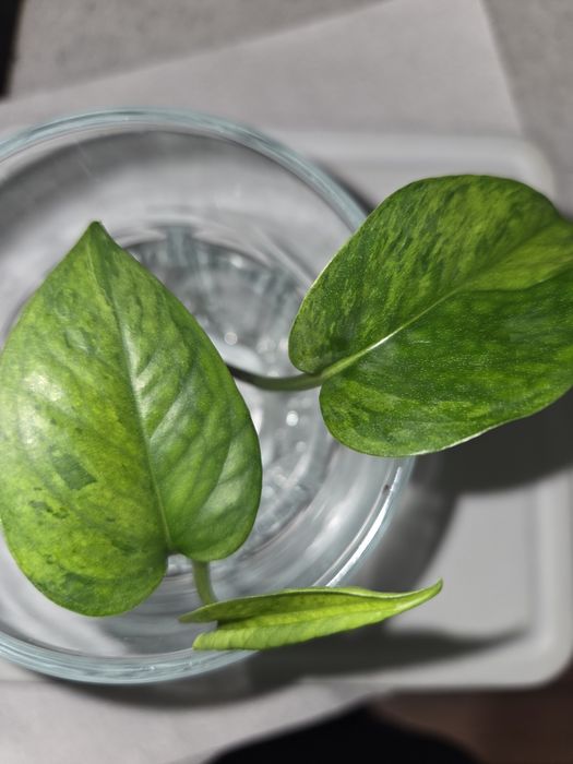 Epipremnum himiko teruno