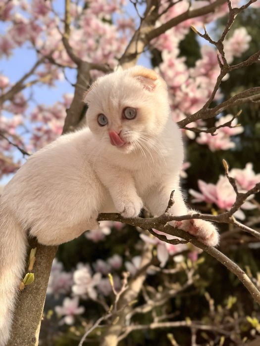 Хлопчик золота шиншилла пойнт