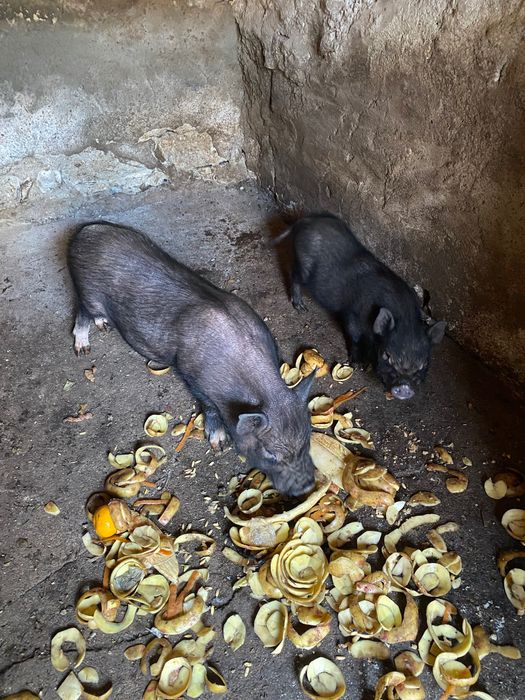 Casal de porcos do Vietname ela já está prenha