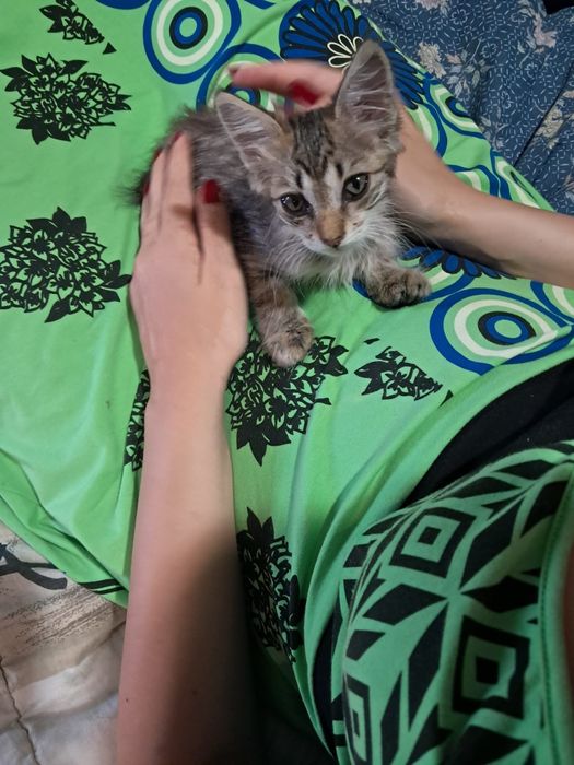 Gatinho tigrado peludinho