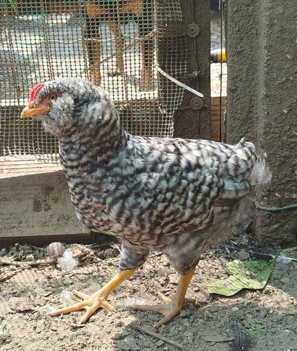 Três galos nascidos de ovos azuis