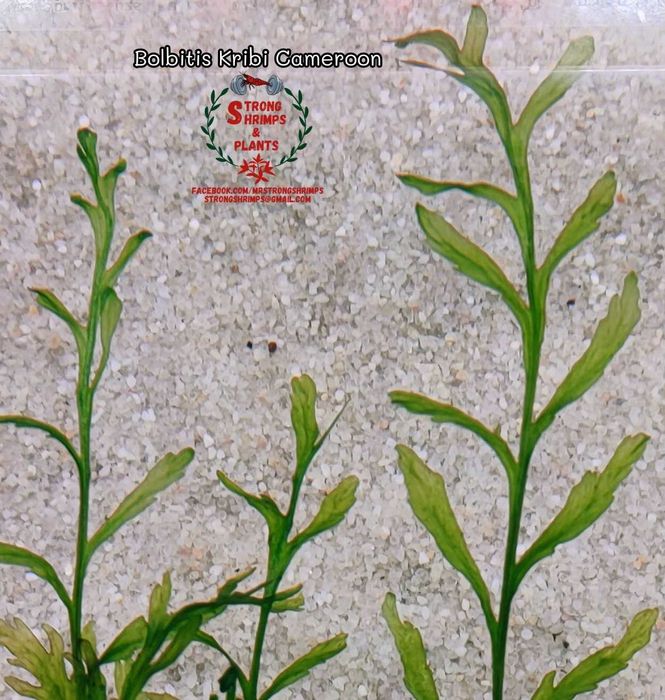 Bolbitis Kribi Cameroon Rarytas