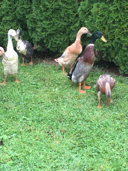 Biegusy indyjskie kaczki i kaczory