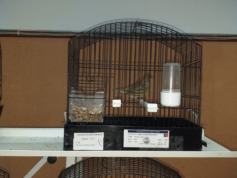 Canários fife fancy