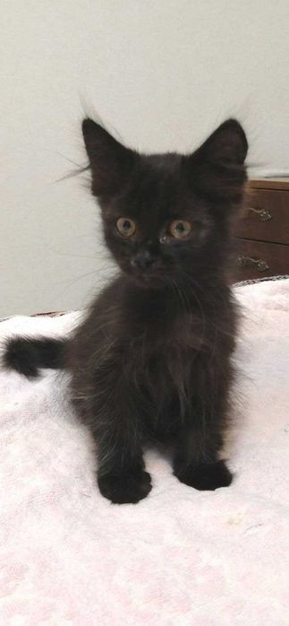 Кошенята, beautiful kittens