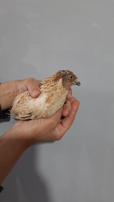 Перепела породы  золотистый феникс  1.5 мес.