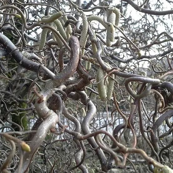 Leszczyna Contorta x 10szt długość ok.60-70cm