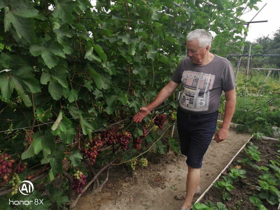 Черенки столового винограда
