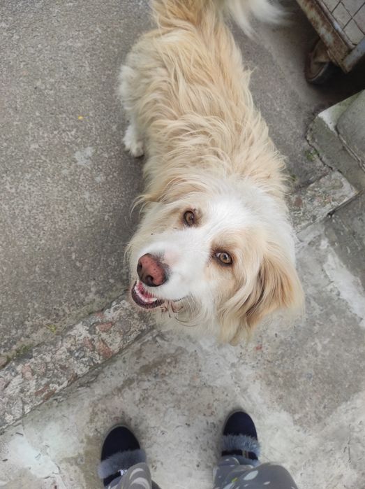 Загубився домашній ПЕС