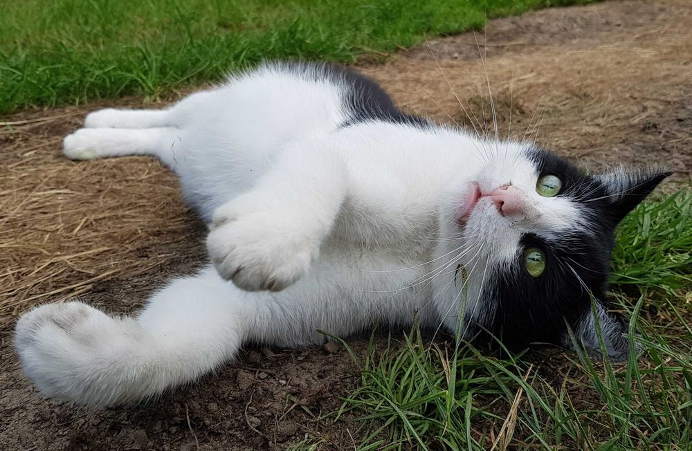 Poznań i okolice - młody kocurek Maniuś szuka domu