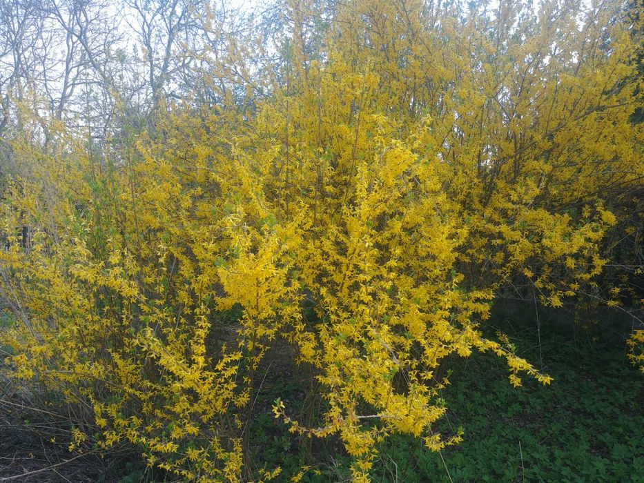 Sadzonka Forsycja sadzonki forsycji