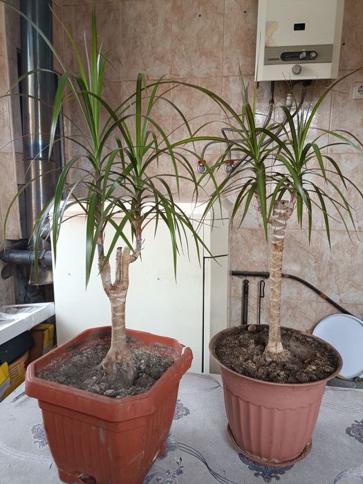 Драцена Маргината