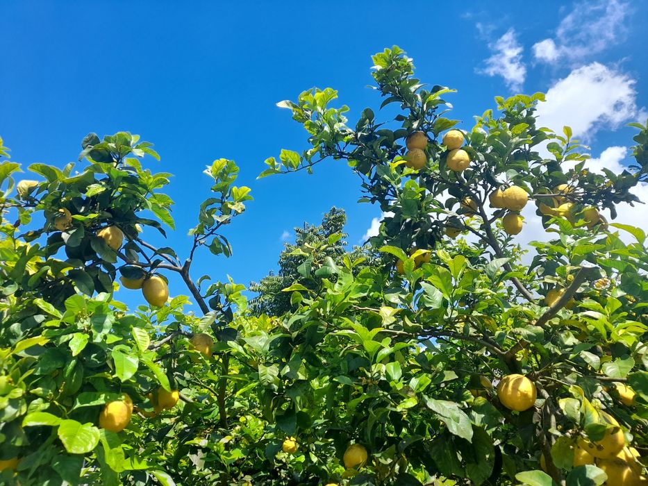 Limoes Grandes Excelente Qualidade