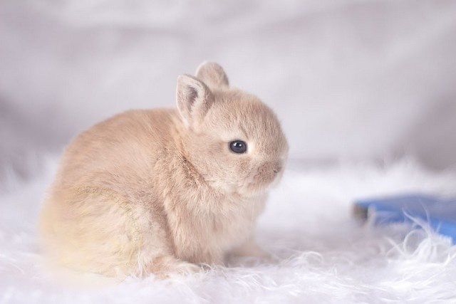 Редкий окрас! Нидерландский карлик кремовый кролик!Питомник из европы!