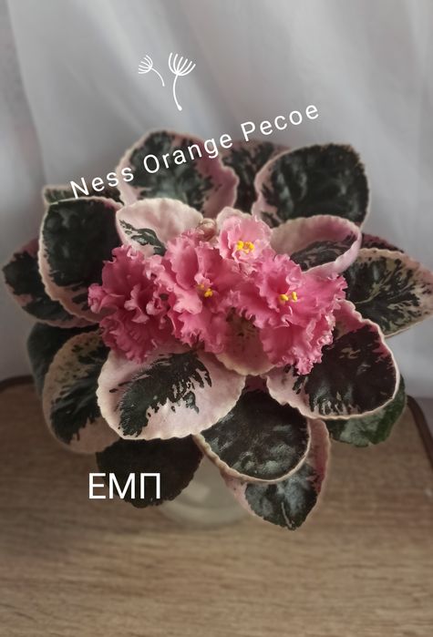 Цветущие фиалки продам