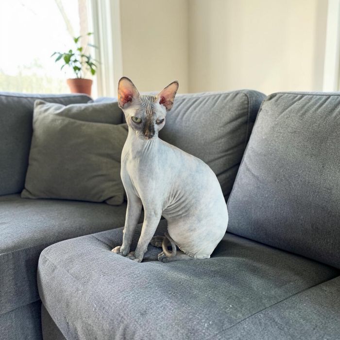 Fêmea Sphynx disponível