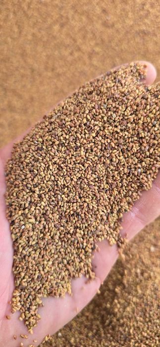 Lucerna, super jakość, pewna i sprawdzona, wysyłka