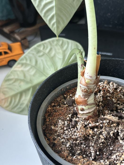 Alokazja melo nie chce u mnie rosnąć