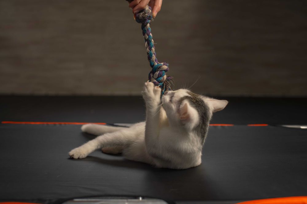 Супер кошенятки в пошуках домівки