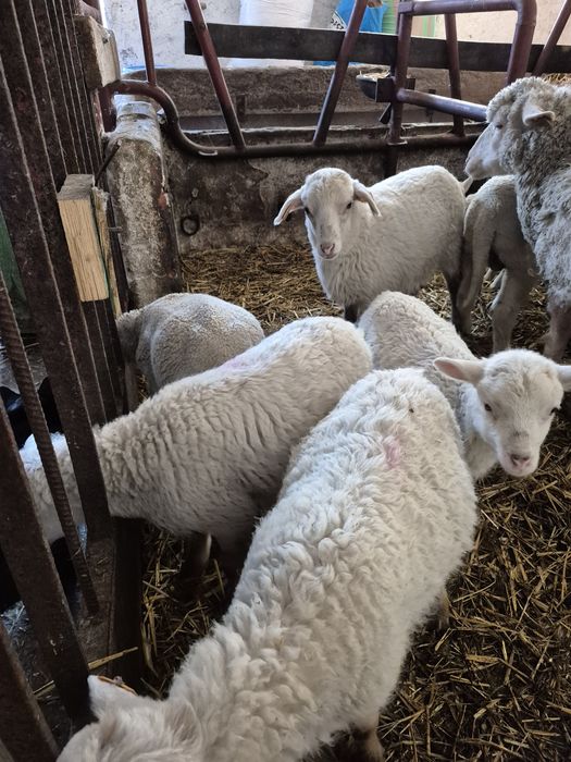 Sprzedam mlode baranki i owieczki