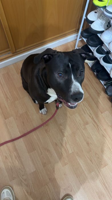 Cão para adoção, com vacinas em dia e chip