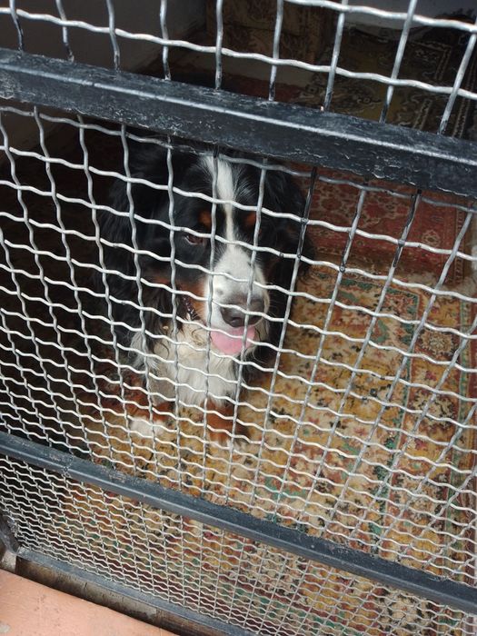 Перетримка Тварин  Готель для тварин Сан Голден