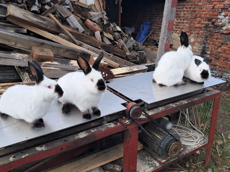 Króliki kalifornijskie