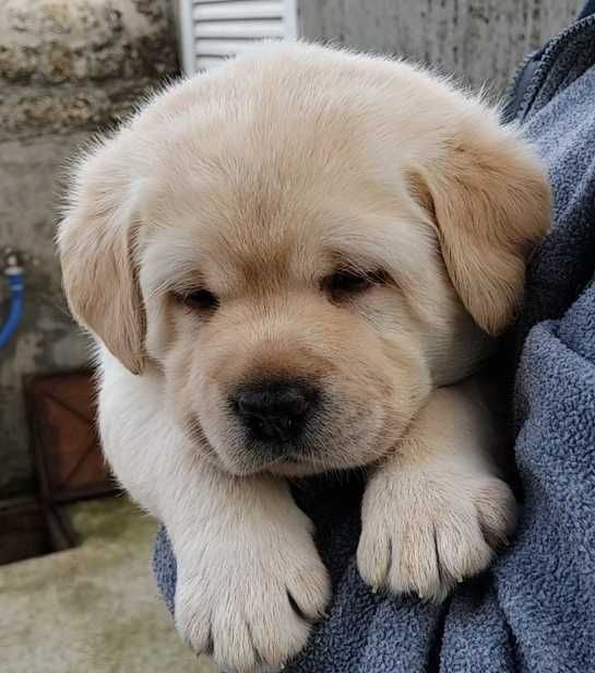Labrador com LOP