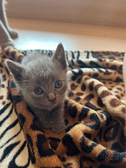 Шотландський висловухий котик киця кошення
