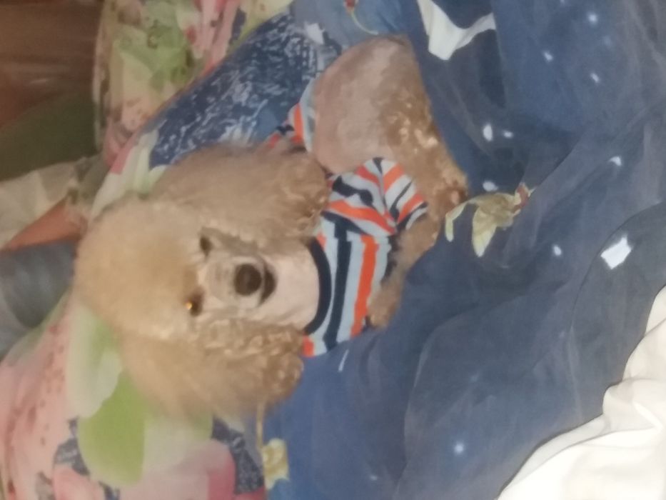 Карликовый пудель