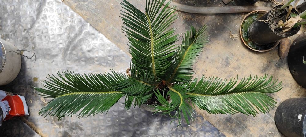 Palmeira Sagu - Cyca
