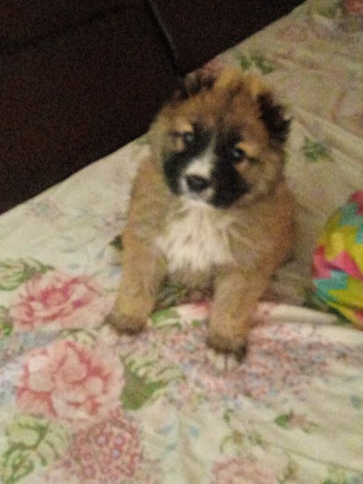 Породам кавказскую овчарку 1 -и пол месяца