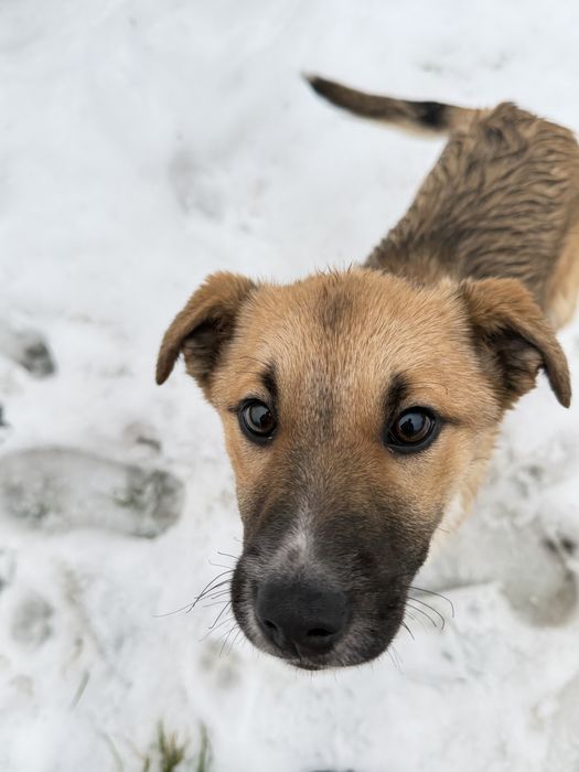 Маленька собака/ песик шукає дім