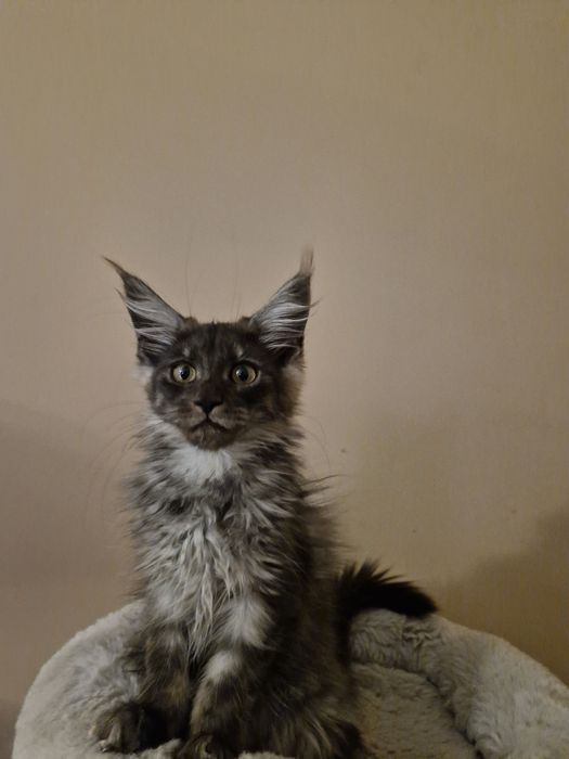 Femia lindissima Maine Coon com   LOP cor "Black  smoke"