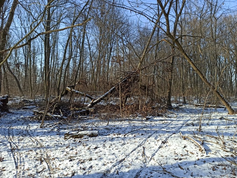 Дуб кругляк сирий