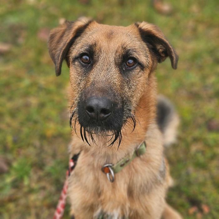 Twix - pies o oryginalnej urodzie i cudownym charakterze