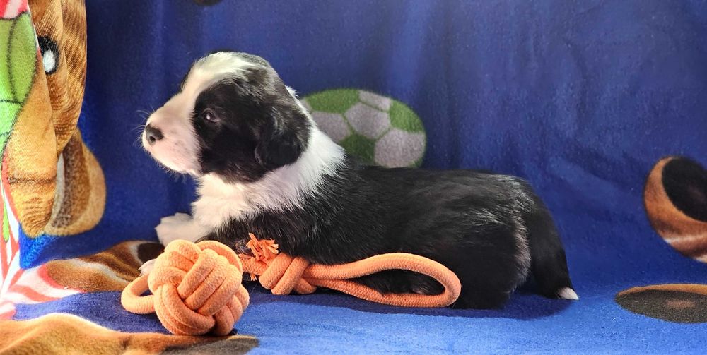 Chłopczyk welsh corgi cardigan