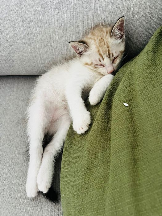 Gato para adoção