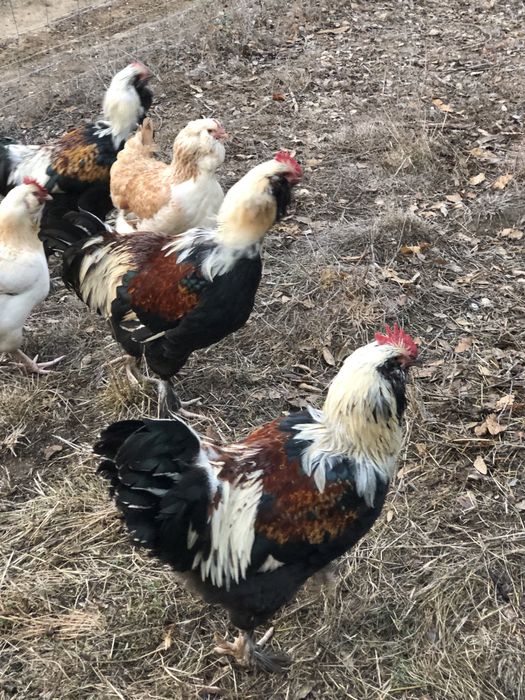 Galos Faverolles Branco e Salmão