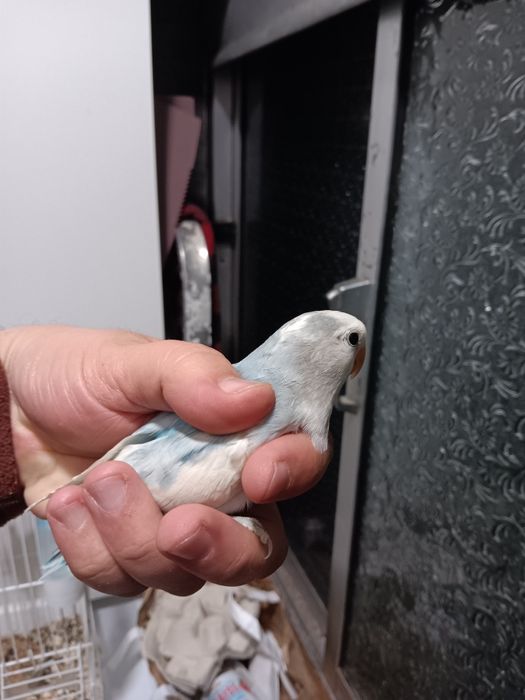 Roseicollis domesticados