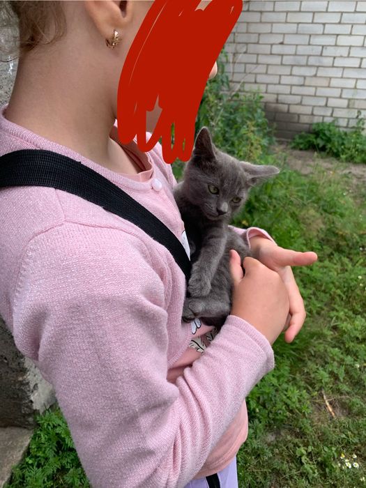 кіт в добрі руки