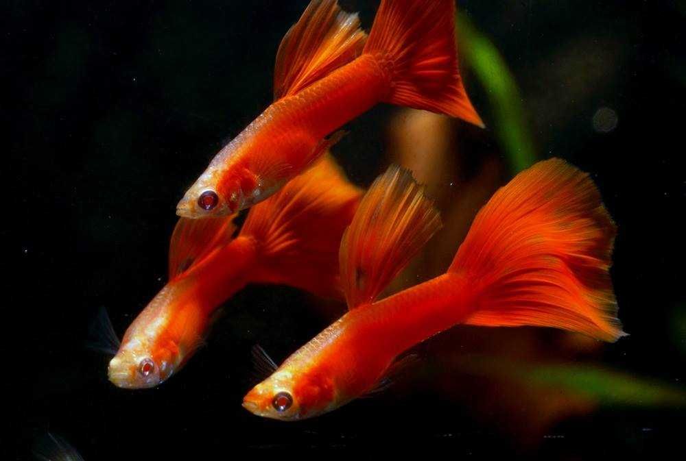 GB Gupik Super Red Albino - ryba krajowa