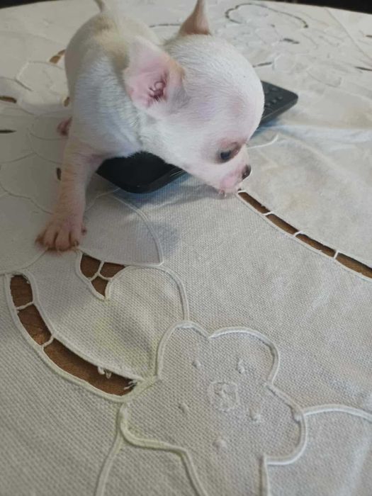 Animais lindissimos