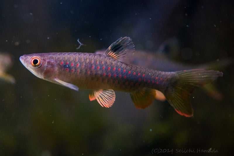 Copeina guttata Smukleń kropkowany (lamparci)