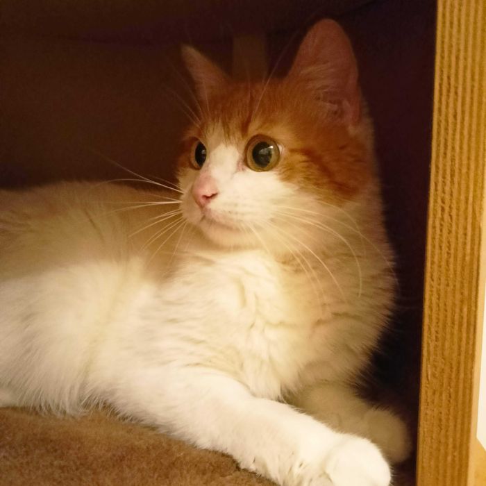 Alba- zjawiskowa piękność do pokochania od zaraz !