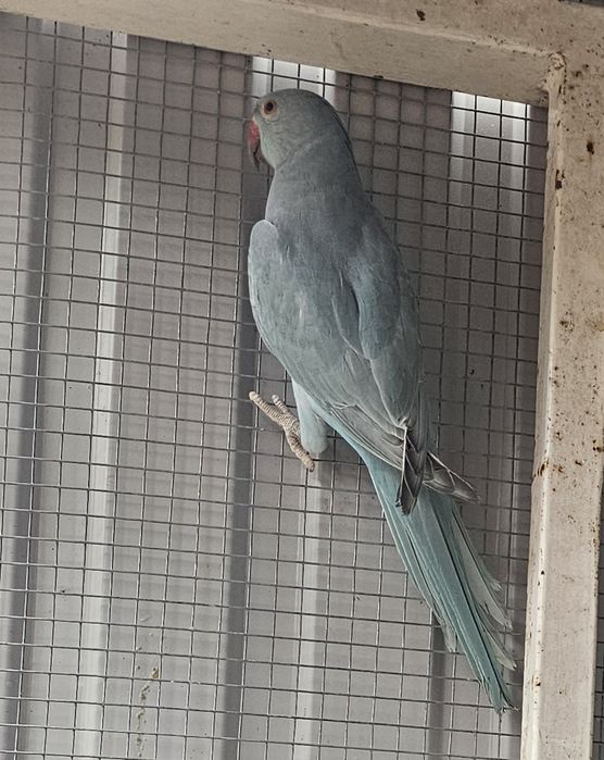 Ring neck azul canela portador cc.