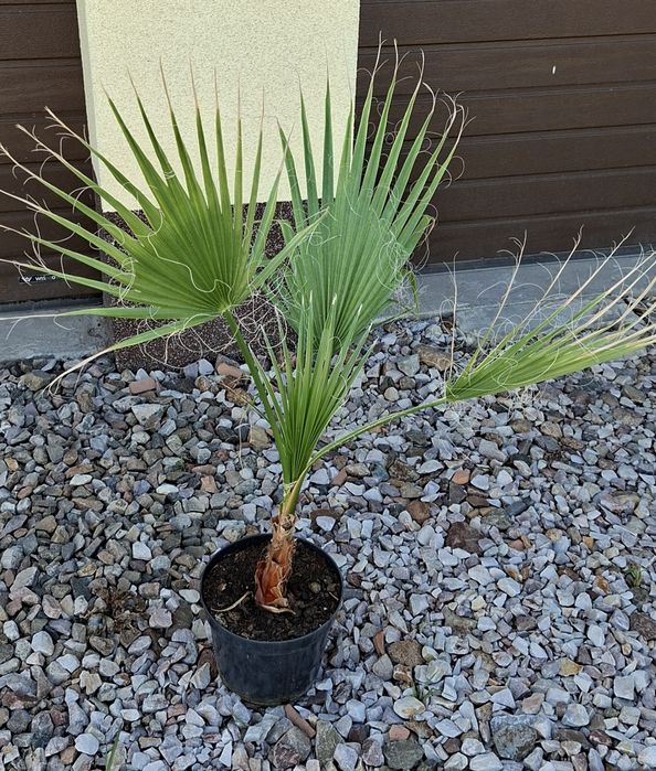 Palma Washingtonia robusta.