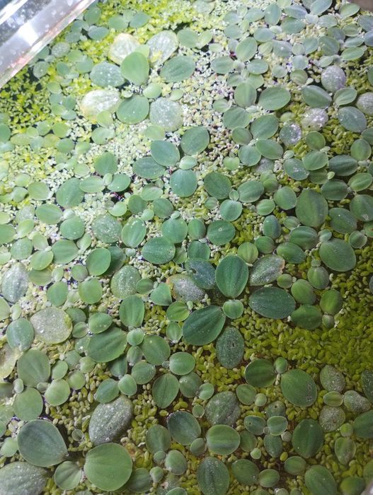 Rośliny pływające do akwarium roślina pływające